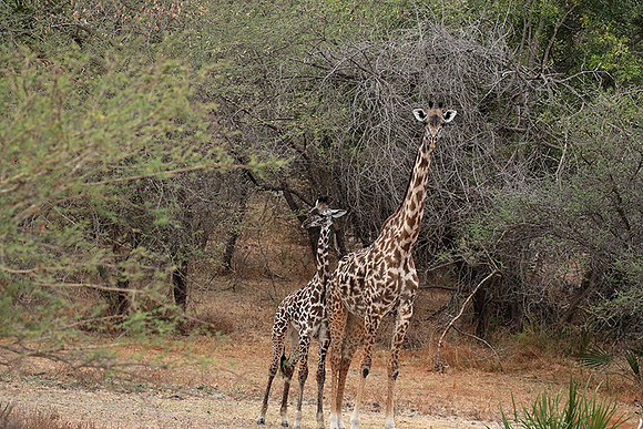 Selous