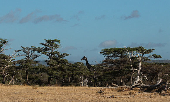 Selous