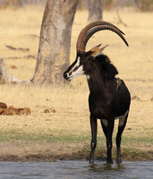 Hwange NP