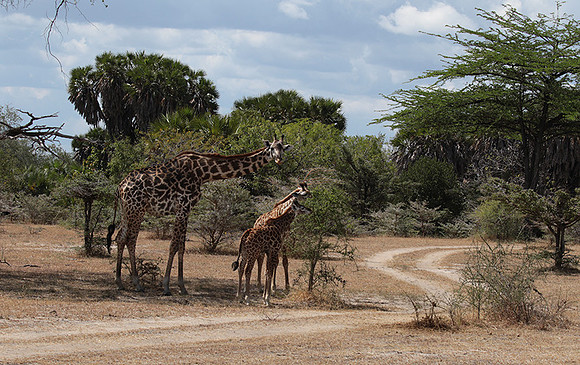 Selous