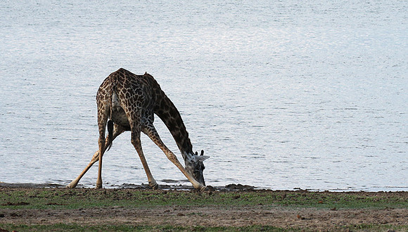 Selous