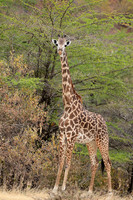 Selous
