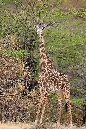 Selous