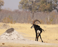 Hwange NP