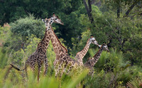 Selous