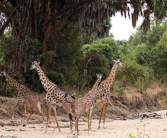 Selous