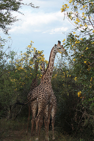 Selous