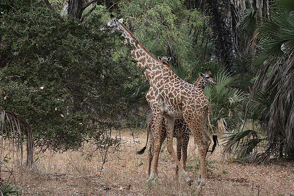 Selous