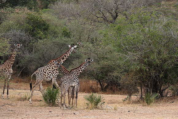 Selous