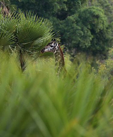 Selous