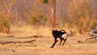 Hwange NP