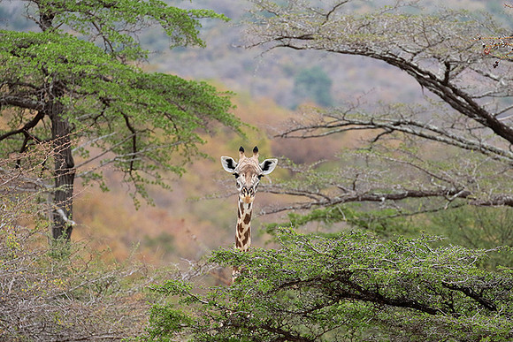 Selous