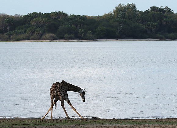 Selous