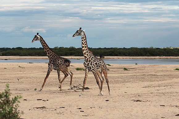 Selous