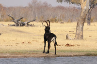 Hwange NP