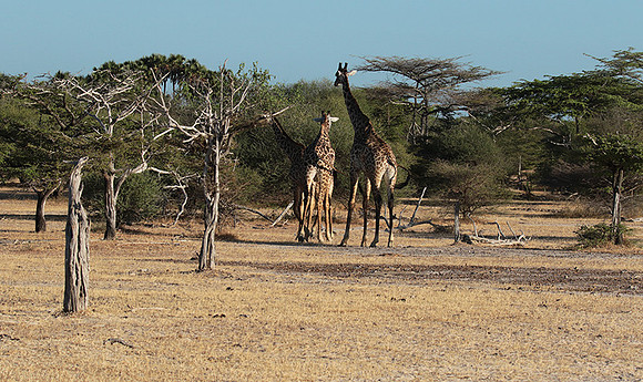 Selous