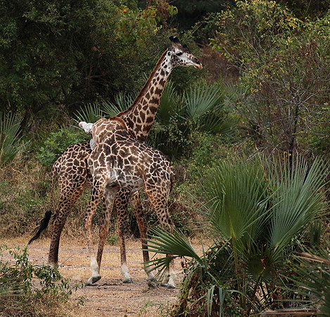 Selous