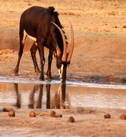 Hwange NP