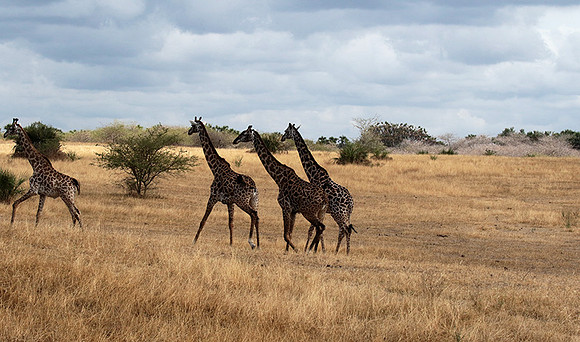 Selous