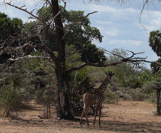 Selous