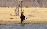 Hwange NP