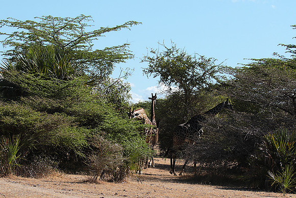 Selous