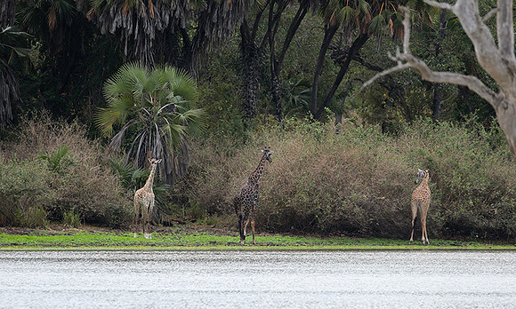 Selous