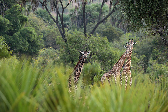 Selous