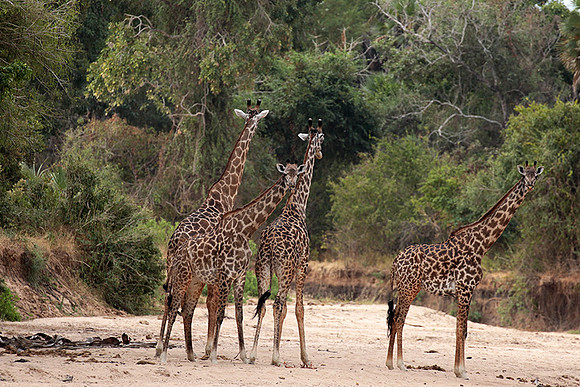 Selous
