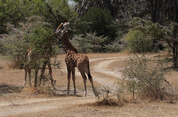 Selous