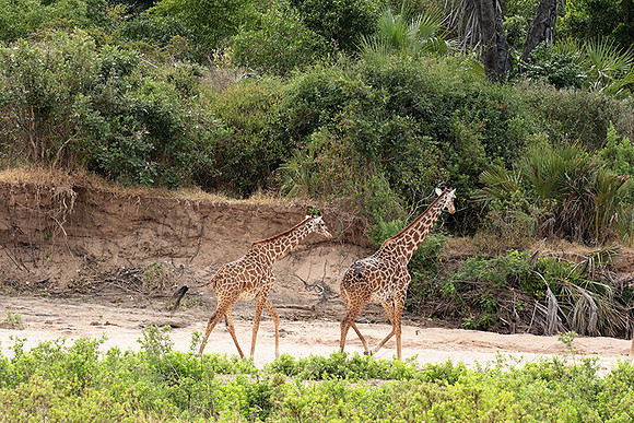 Selous