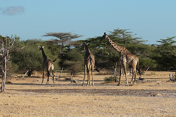 Selous