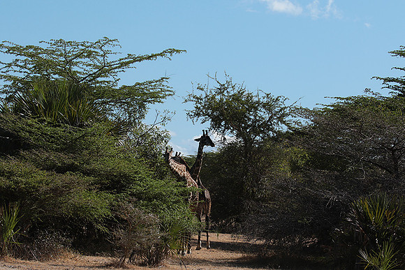Selous