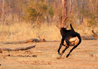 Hwange NP