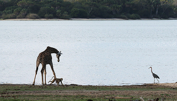 Selous