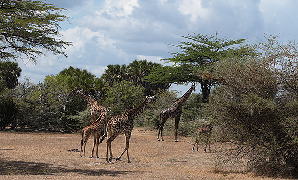 Selous