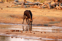 Hwange NP
