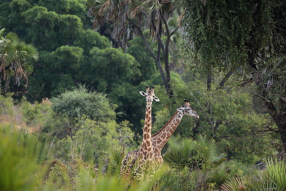 Selous