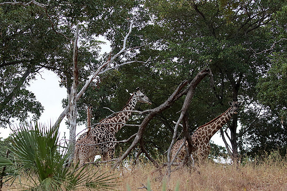 Selous