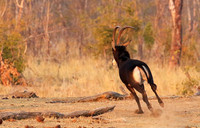 Hwange NP