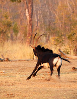 Hwange NP