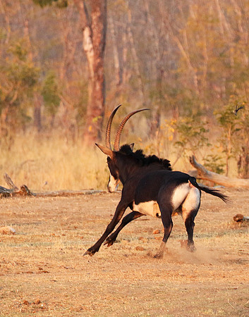 Hwange NP
