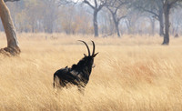 Hwange NP