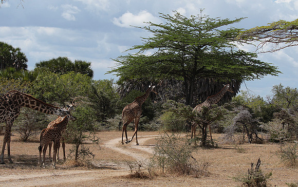 Selous