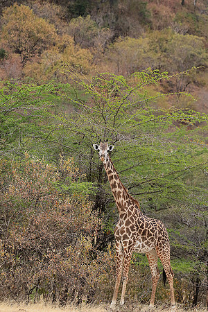 Selous
