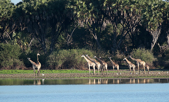 Selous