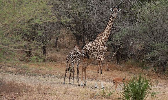 Selous