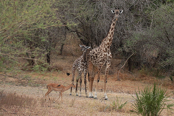 Selous