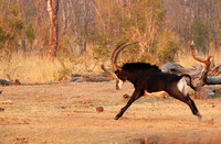 Hwange NP
