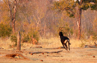 Hwange NP